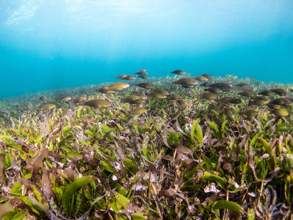 The Blue Carbon Ecosystem Conservation, Restoration and Accounting Program