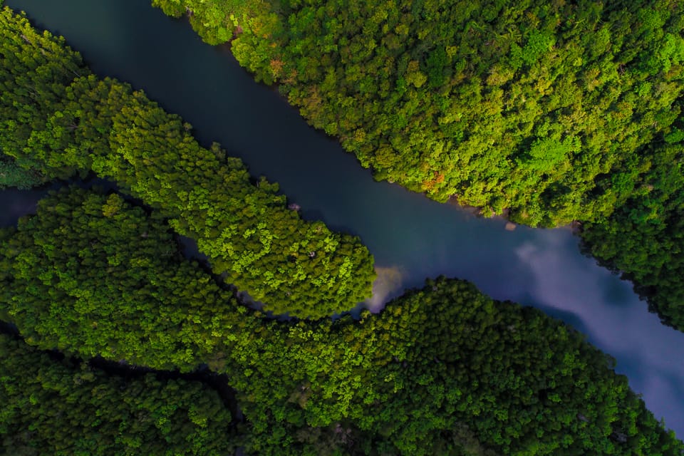 Scaling Biodiversity Finance: Why Market Infrastructure Matters at COP16