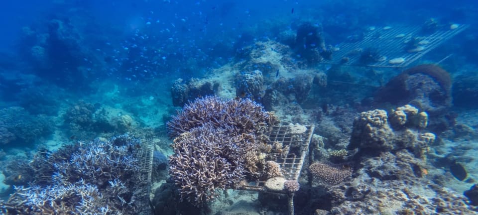 photo: adobe stock footage coral restoration site