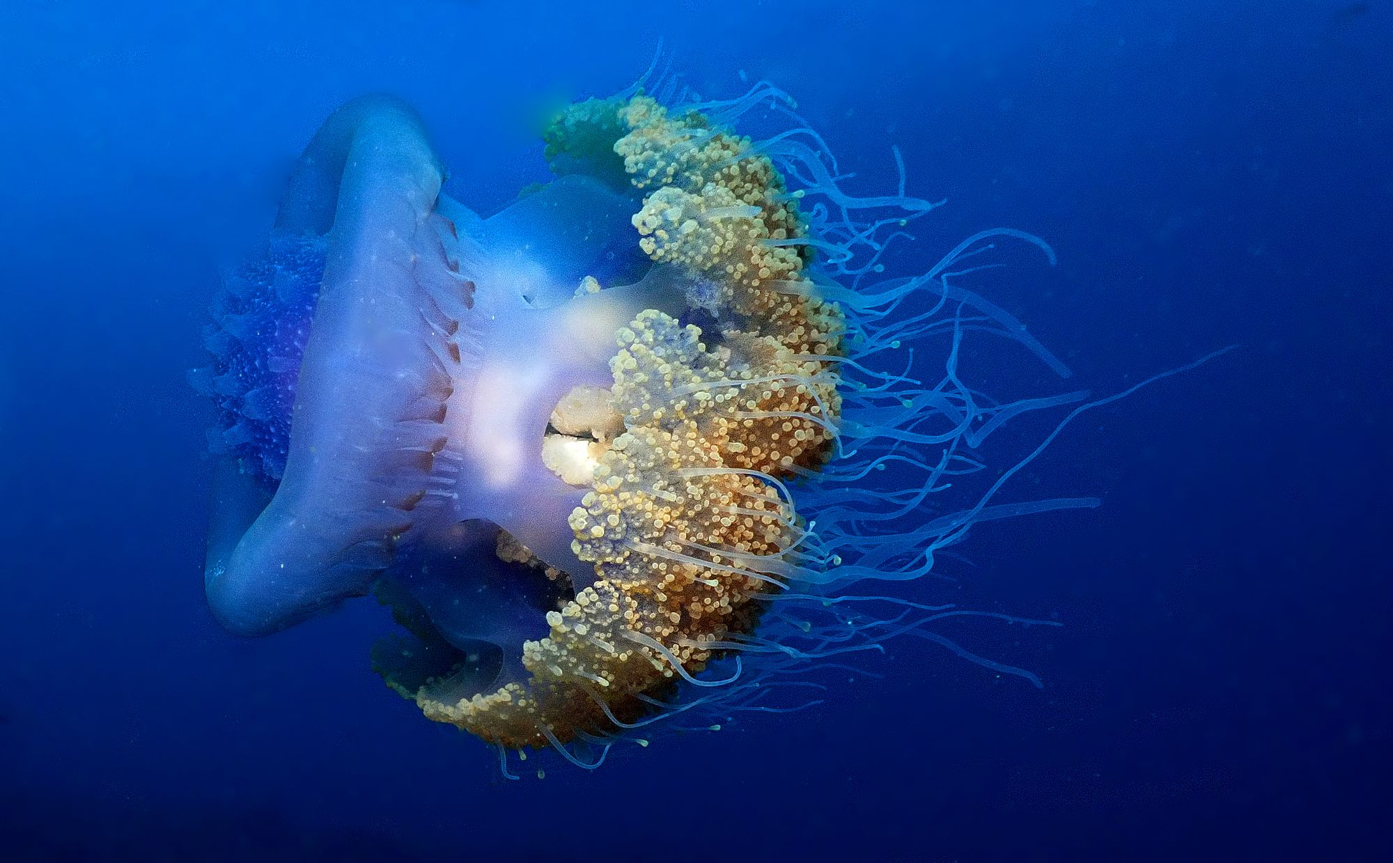 12th WIMOSA Scientific Symposium Side Event